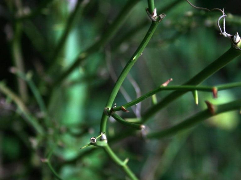 Saw Briars: What Are They? How to Get Rid of Saw Briars?