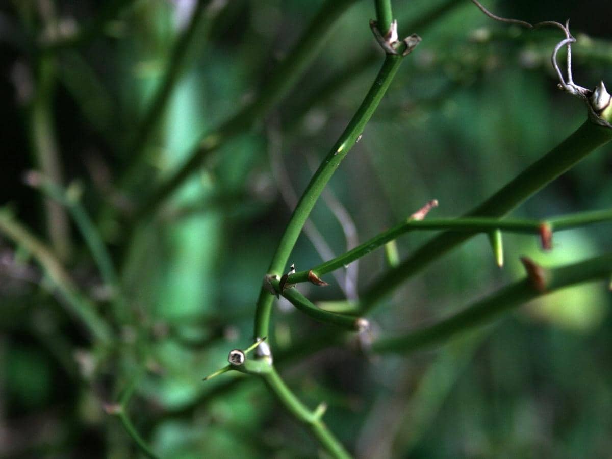 Saw Briars What Are They? How to Get Rid of Saw Briars? OneHappyLemon