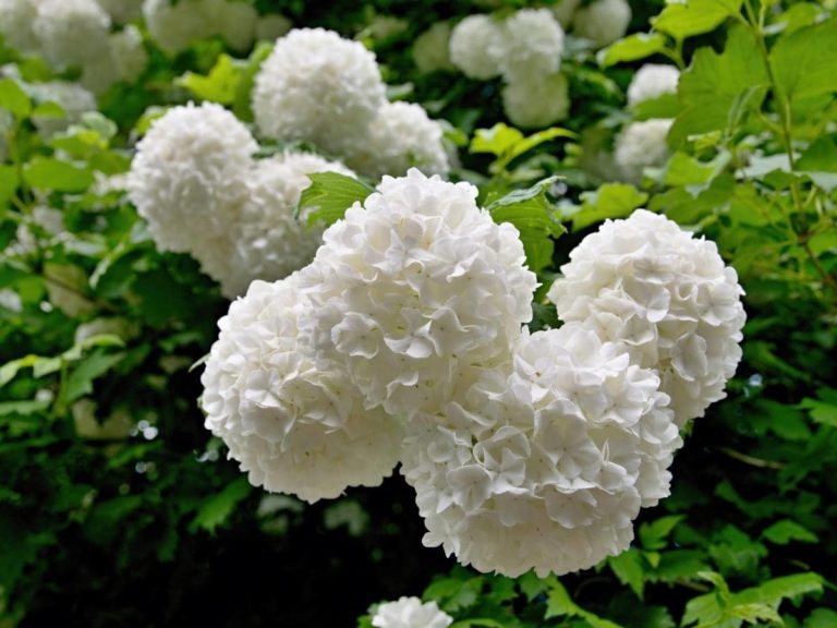 How Fast Does Viburnum Grow? (All You Need to Know) OneHappyLemon