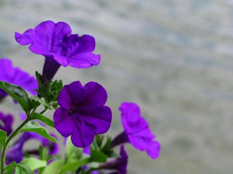 Are Petunias Edible? (All You Need to Know)