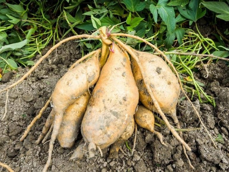 Do Deer Eat Sweet Potato Vines, Leaves, Peels & Plants?