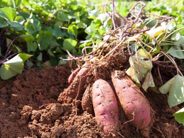Do Rabbits Eat Sweet Potato Vines, Leaves, Peels & Plants?