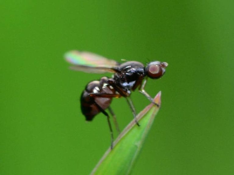Does Smoke Get Rid of Gnats? (Quick Answers)