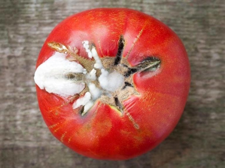 Can You Use Moldy Tomato? (Read This First!)