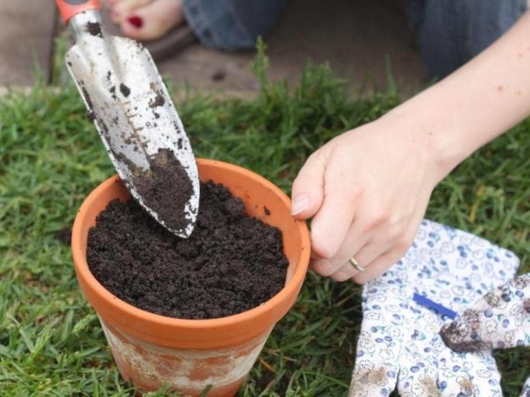 Can You Use Moldy Potting Soil? (All You Need to Know)